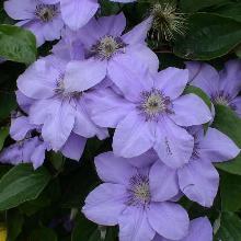 Нажмите чтобы увеличить изображение