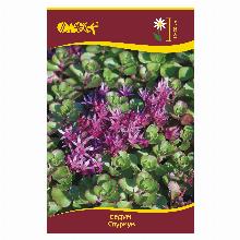 СЕДУМ СПУРИУМ КРАСНЫЙ карточка