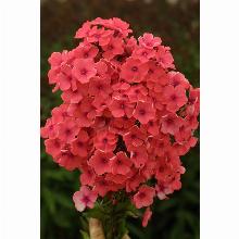 Нажмите чтобы увеличить изображение