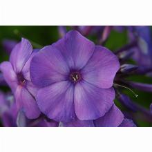 Нажмите чтобы увеличить изображение