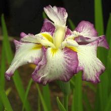 Нажмите чтобы увеличить изображение