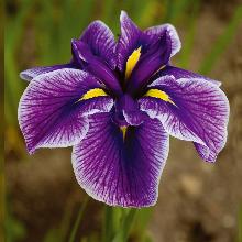 Нажмите чтобы увеличить изображение