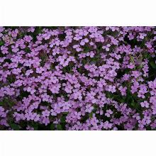 Нажмите чтобы увеличить изображение