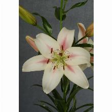 Нажмите чтобы увеличить изображение