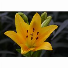 Нажмите чтобы увеличить изображение