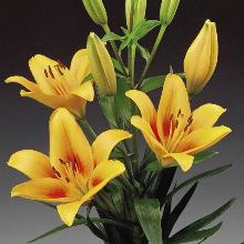 Нажмите чтобы увеличить изображение