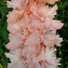 ГЛАДИОЛУС ЛЮБОВНЫЙ НАПИТОК 3шт-пакет