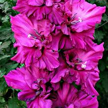 ГЛАДИОЛУС ПАМЯТИ И.ТАЛЬКОВА 3шт-пакет