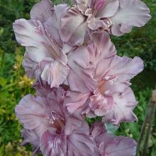 ГЛАДИОЛУС СЕРЕБРЯНЫЙ РУЧЕЙ 3шт-пакет