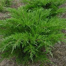 МОЖЖЕВЕЛЬНИК СРЕДНИЙ МИНТ ДЖУЛЕП туба