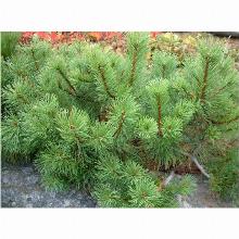 Нажмите чтобы увеличить изображение