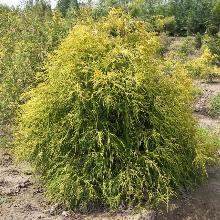 КИПАРИСОВИК ГОРОХОПЛОДНЫЙ ФИЛИФЕРА АУРЕА туба