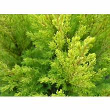 Нажмите чтобы увеличить изображение