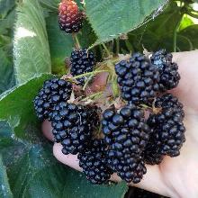 ЕЖЕВИКА САДОВАЯ АГАВАМ туба