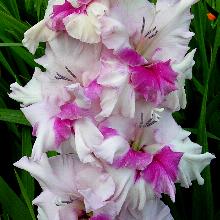 ГЛАДИОЛУС АЭЛИТА 3шт-пакет