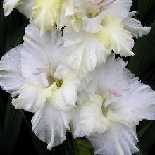 ГЛАДИОЛУС БЕЛАЯ БЕРЕЗА  3шт-пакет