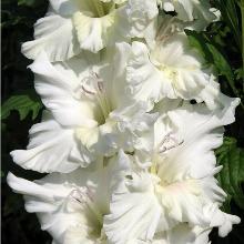 ГЛАДИОЛУС БЛАГОРОДНЫЙ 3шт-пакет