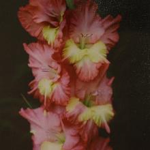 ГЛАДИОЛУС ВЕЧНЫЙ ПОИСК 3шт-пакет