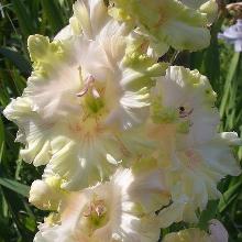 ГЛАДИОЛУС МОСКОВСКАЯ ЭКЗОТИКА 3шт-пакет