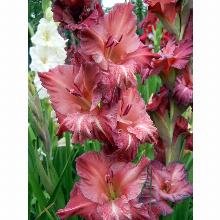 Нажмите чтобы увеличить изображение