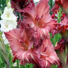 ГЛАДИОЛУС НАТАШЕНЬКА 3шт-пакет