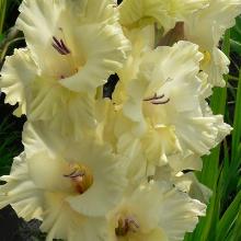 ГЛАДИОЛУС ОТКРОВЕНИЕ 3шт-пакет