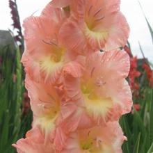 ГЛАДИОЛУС САРТАС БУРАС 3шт-пакет