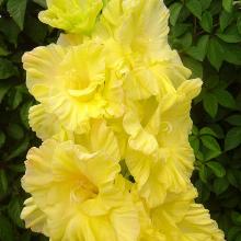 ГЛАДИОЛУС СЕРАФИМА 3шт-пакет