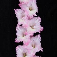 ГЛАДИОЛУС ЧЕРЕМУШКИ 3шт-пакет