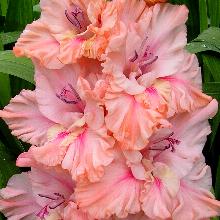 ГЛАДИОЛУС ЮБИЛЕЙ МАСТЕРА 3шт-пакет