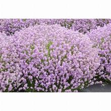 Нажмите чтобы увеличить изображение