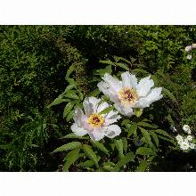 Нажмите чтобы увеличить изображение