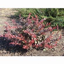 Нажмите чтобы увеличить изображение