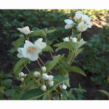 Нажмите чтобы увеличить изображение