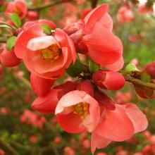 АЙВА ЯПОНСКАЯ ОРАНЖ СТАР горшок-p9