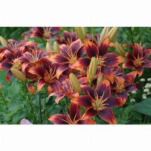 Нажмите чтобы увеличить изображение