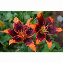 Нажмите чтобы увеличить изображение