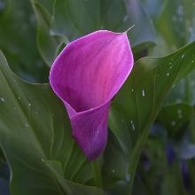 КАЛЛА КАПИТАН РОМАНС пакет