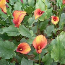 КАЛЛА ХОТ ШОТ пакет