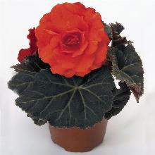 БЕГОНИЯ НЬЮ СТАР ОРАНЖ 2шт-пакет