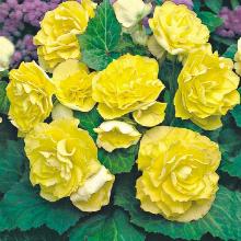 БЕГОНИЯ НОН СТОП ЖЕЛТАЯ 3шт-пакет