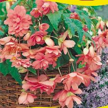 БЕГОНИЯ ПЕНДУЛА ПИНК 3шт-пакет