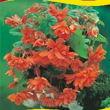 БЕГОНИЯ ПЕНДУЛА ОРАНЖ 3шт-пакет