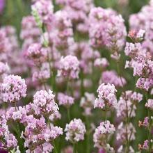 ЛАВАНДА ЛЕКАРСТВЕННАЯ РОЗЕА горшок-p9