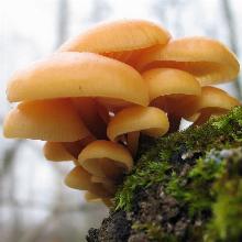 МИЦЕЛИИ ОПЕНОК 200г агростема