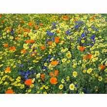 ГАЗОННАЯ СМЕСЬ МАВРИТАНСКИЙ ГАЗОН 30 Г нк