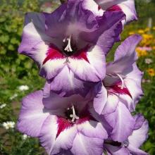 ГЛАДИОЛУС ВЕРА ЛИН 3шт-пакет