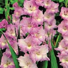 ГЛАДИОЛУС ГЕР МАДЖЕСТИ 3шт-пакет