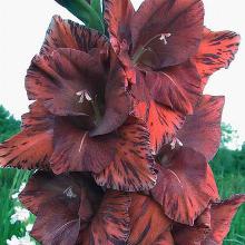 ГЛАДИОЛУС ШОКОЛАД 3шт-пакет