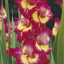 ГЛАДИОЛУС ФАР ВЕСТ 3шт-пакет